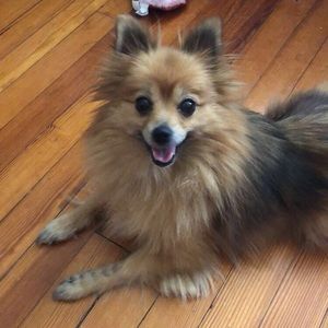 Meet your Posher, Abigail